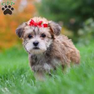 Madeline, Morkie / Yorktese Puppy